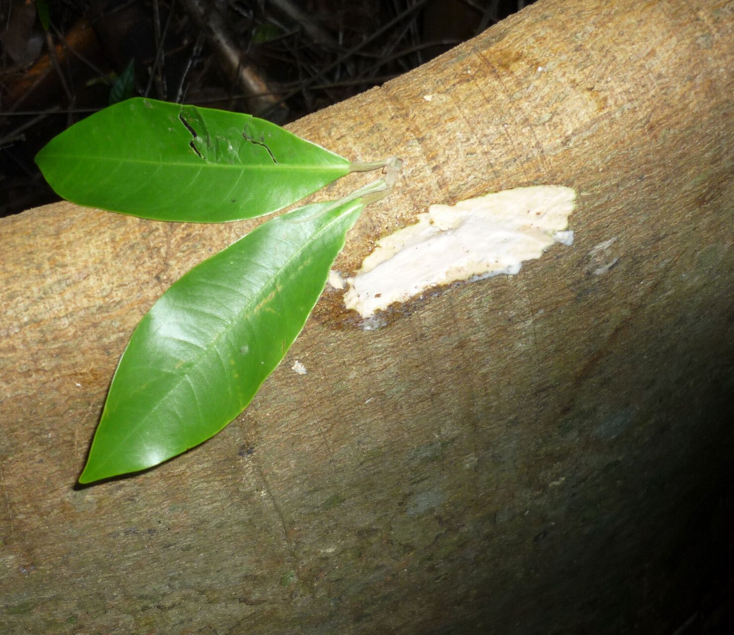 Ficus nervosa — search result for 'Moraceae'