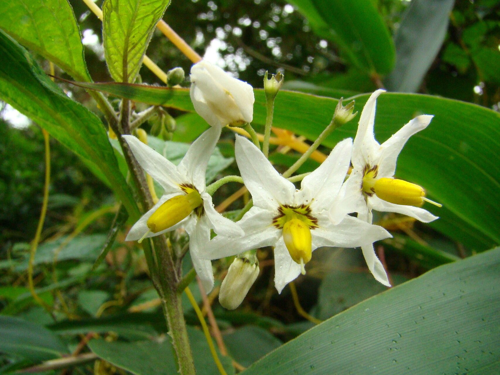 Solanum enantiophyllanthum flower