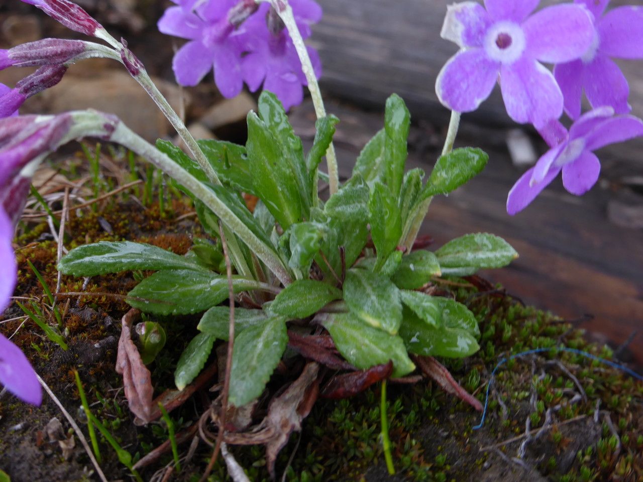 Primula minor — houseplant care guide