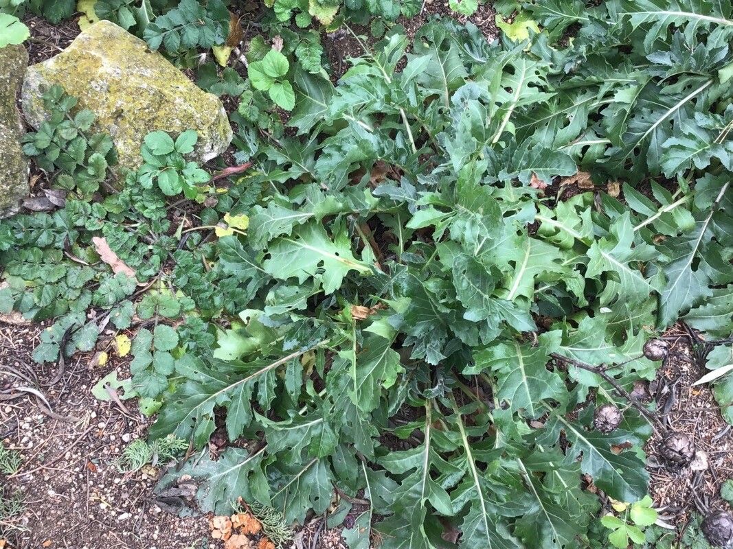 Centaurea tauromenitana — houseplant care guide