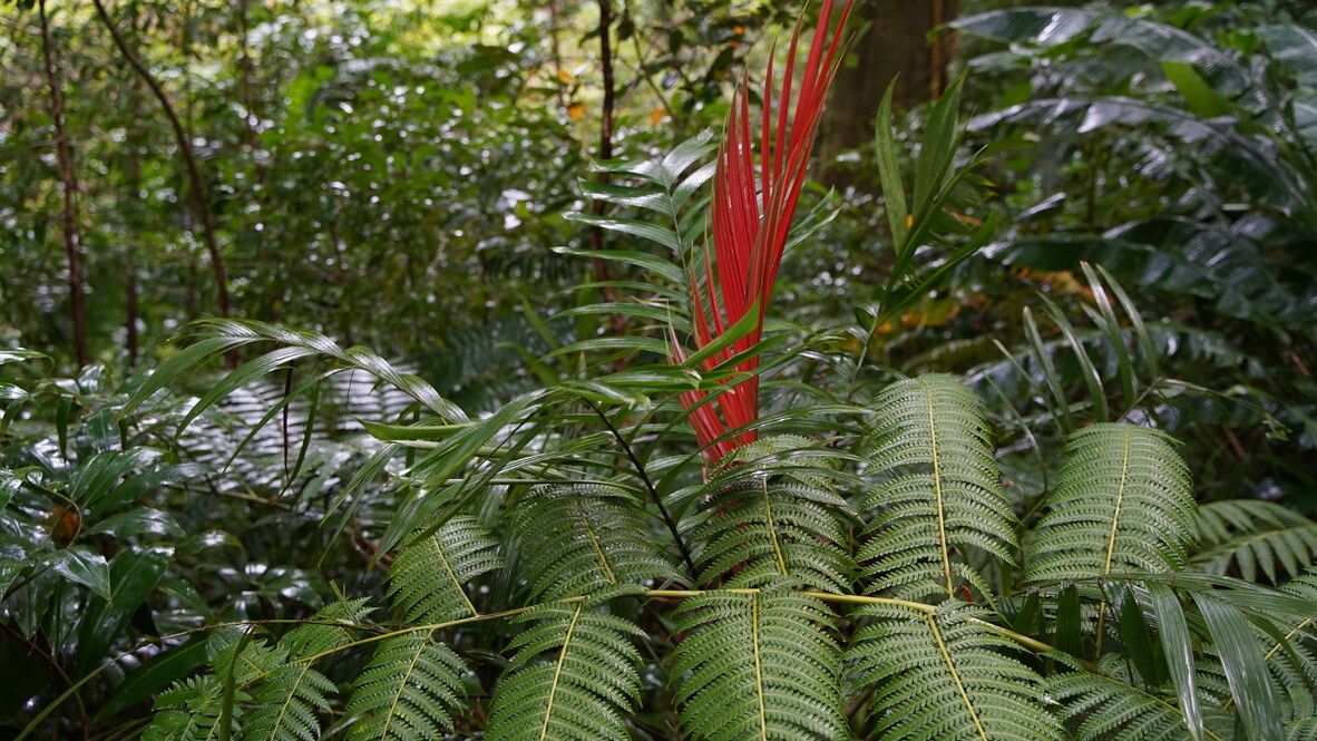 Calyptrogyne trichostachys leaf