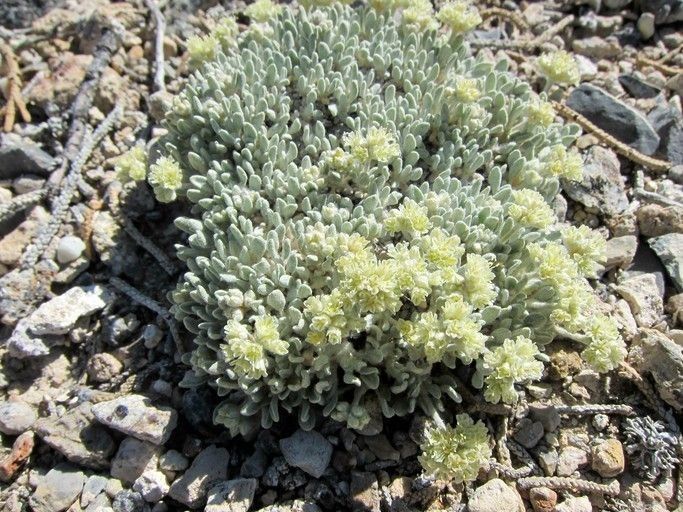 Eriogonum shockleyi habit