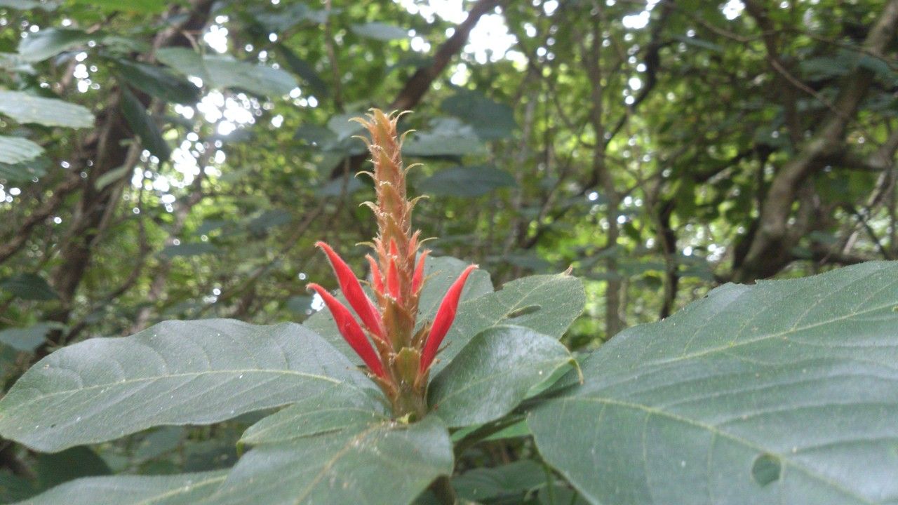 Aphelandra scabra — search result for 'Aphelandra'