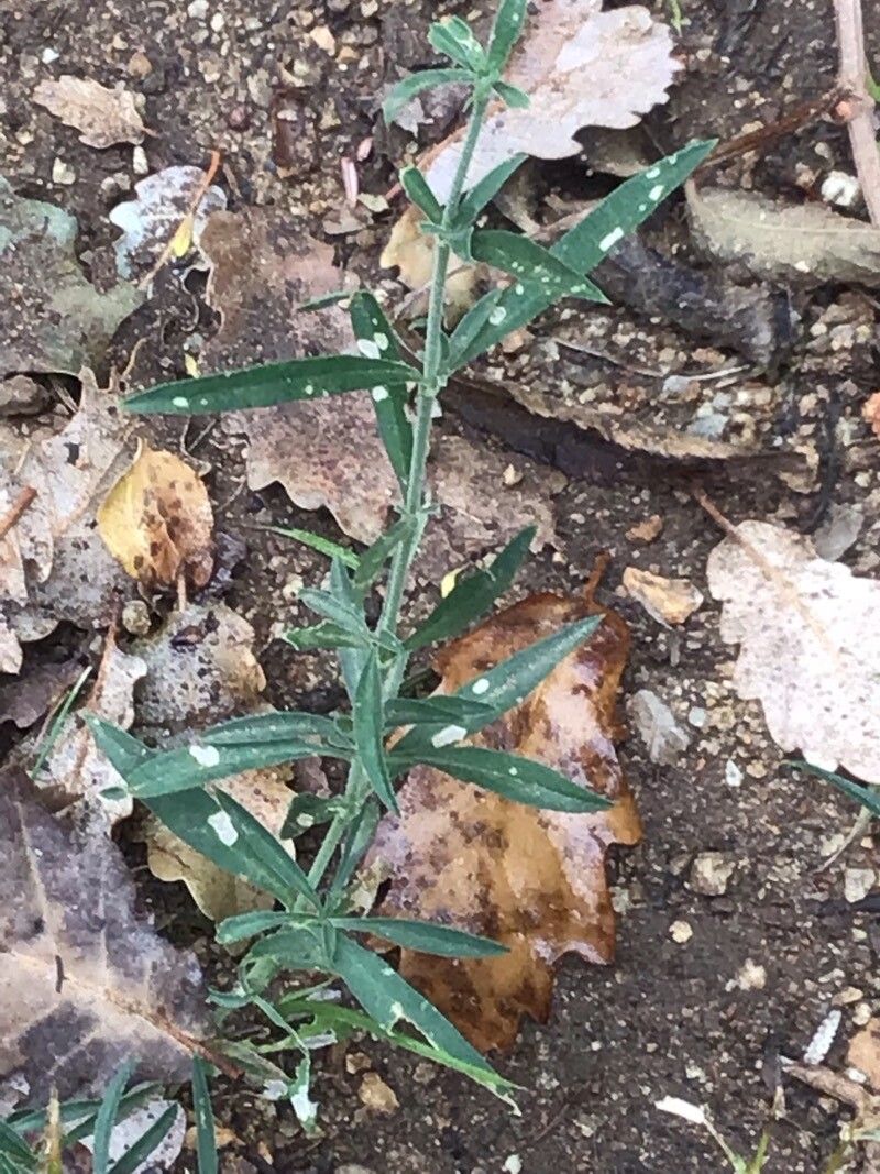 Silene sennenii — houseplant care guide