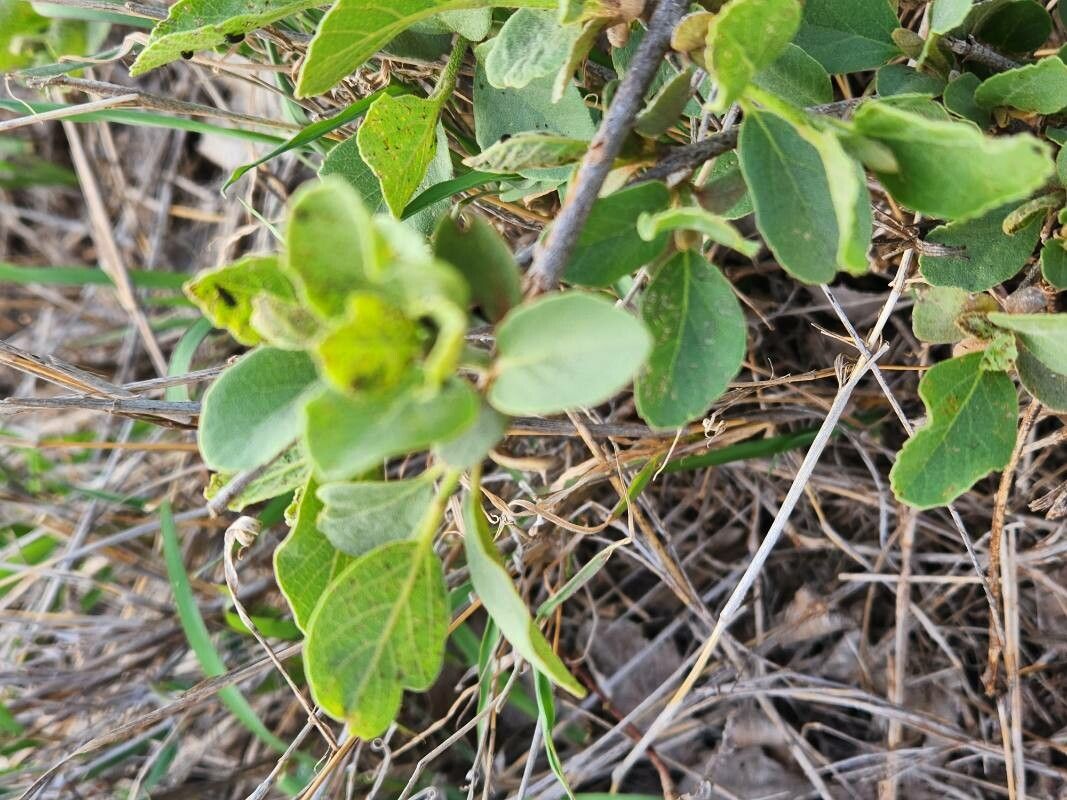 Cordia quercifolia — houseplant care guide
