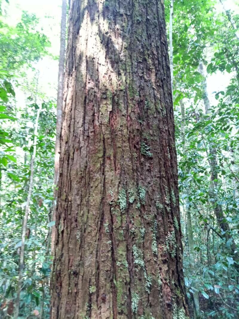 Shorea crassa — houseplant care guide