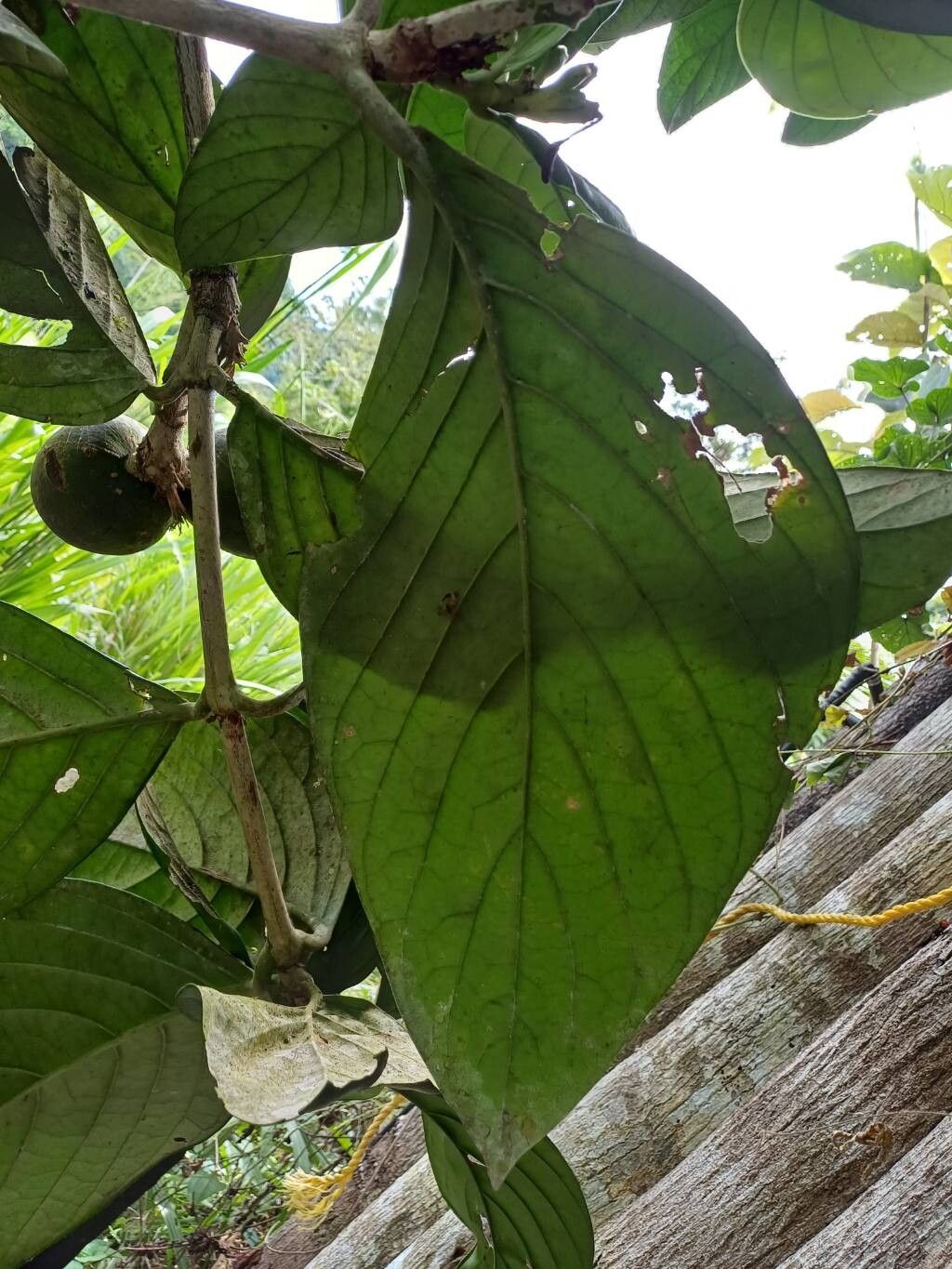 Posoqueria robusta — search result for 'Posoqueria'