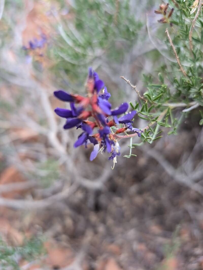 Psorothamnus fremontii — houseplant care guide