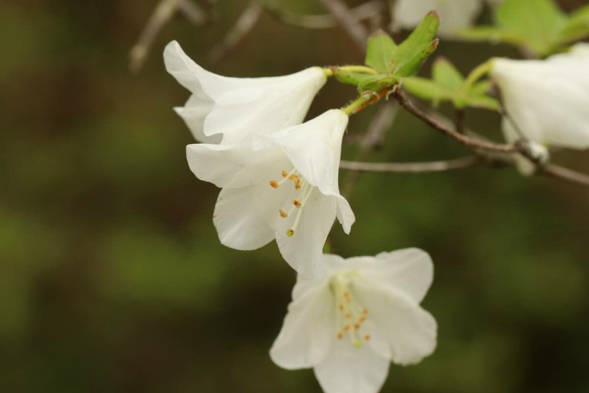 Rhododendron quinquefolium — houseplant care guide