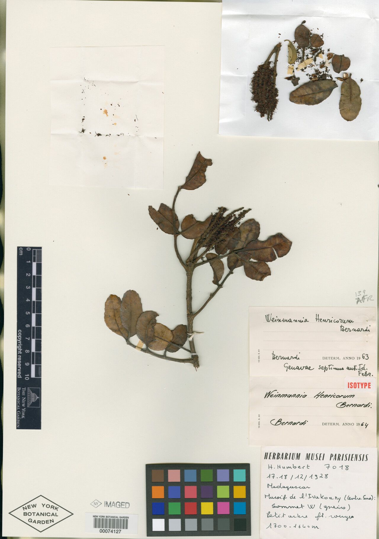 Pterophylla henricorum — houseplant care guide