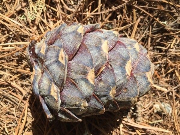 Pinus cembra fruit