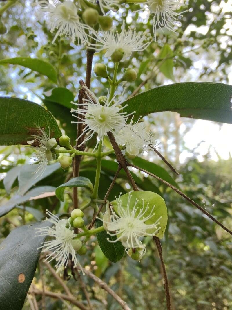 Myrcia splendens flower
