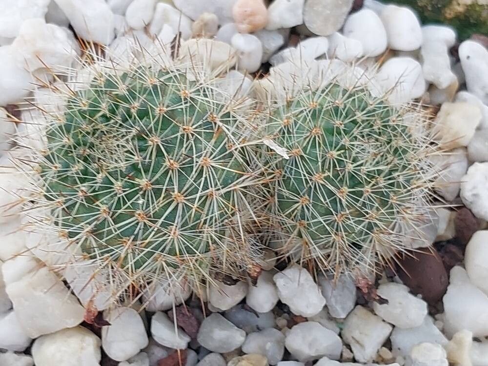 Aylostera deminuta leaf