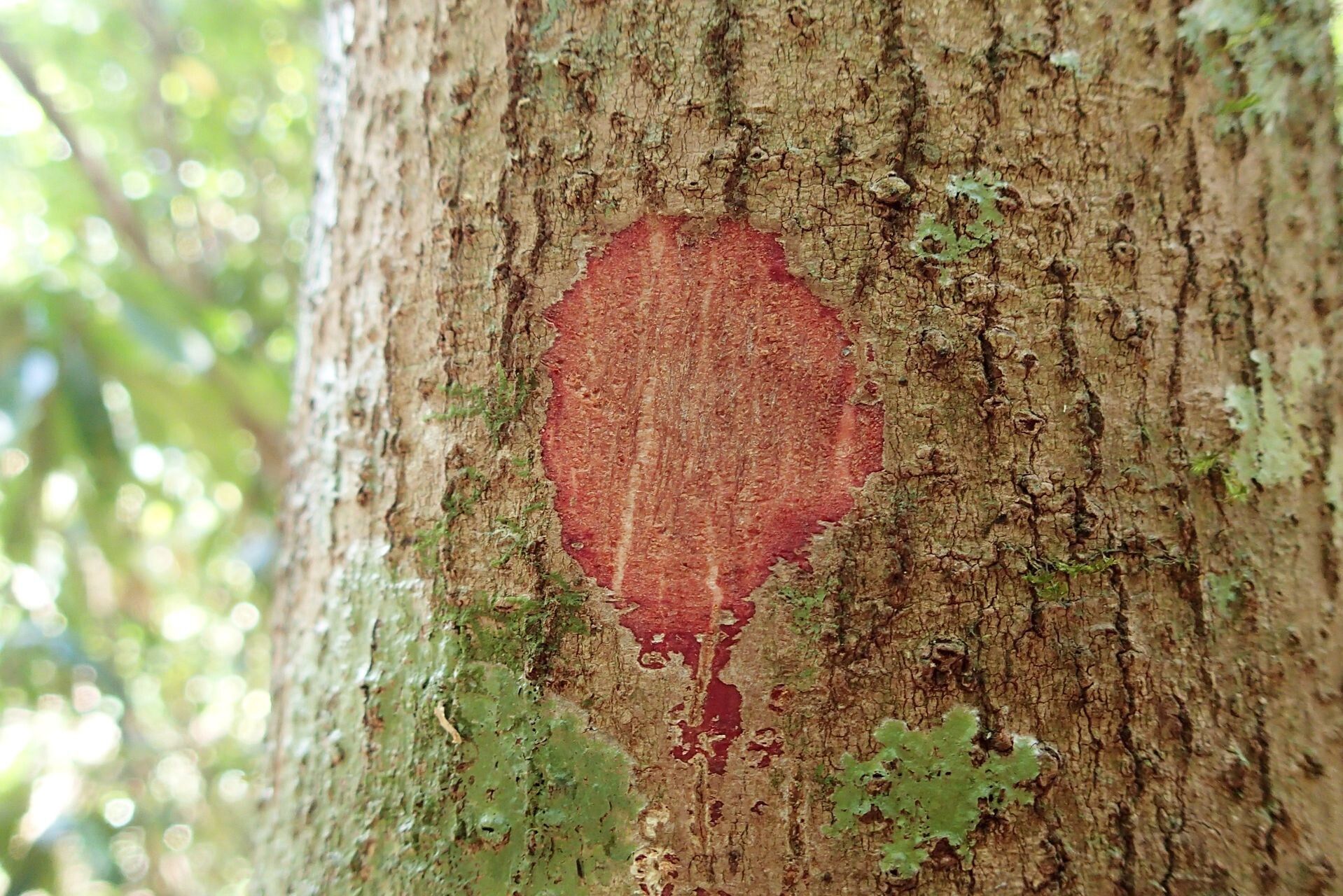 Elaeocarpus guillaumii bark