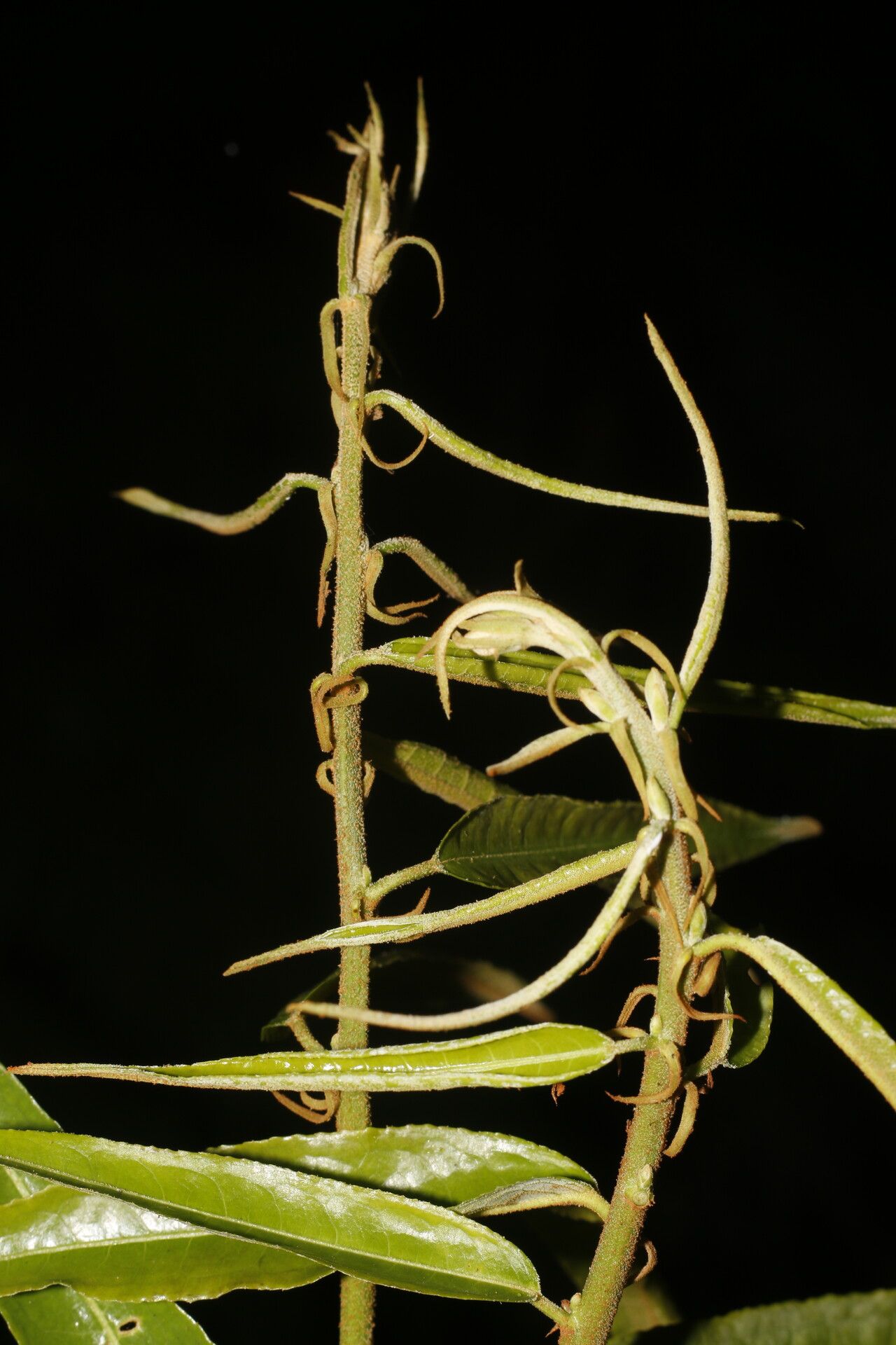 Mabea montana fruit