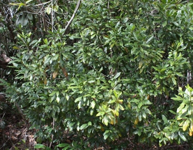 Ochrosia bodenheimarum habit