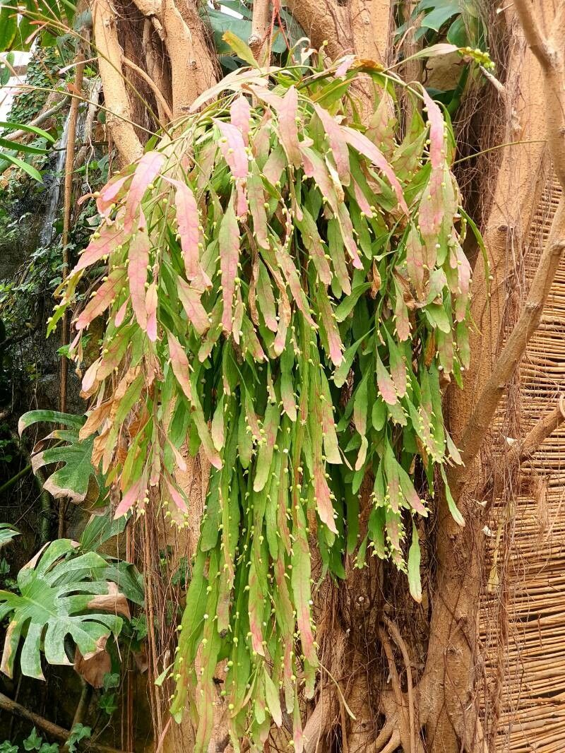 Rhipsalis aculeata habit