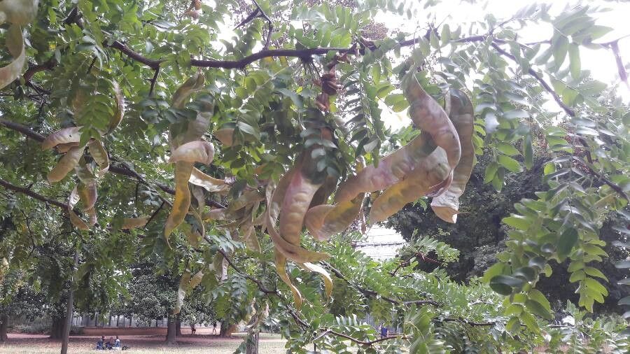 Gleditsia caspica fruit