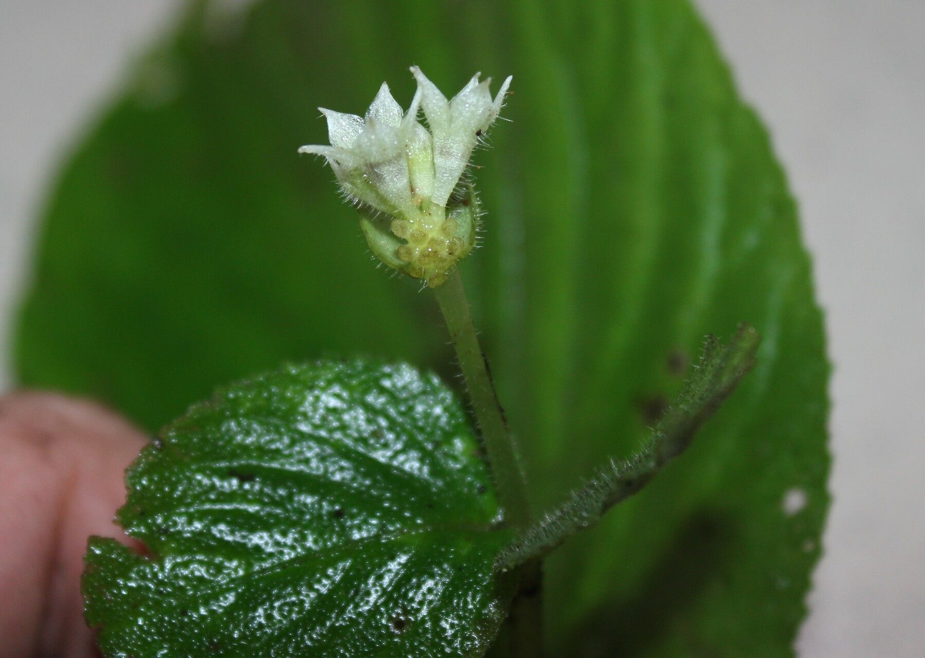 Epithema tenue flower