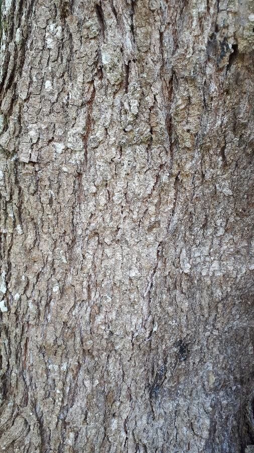 Cornus disciflora bark