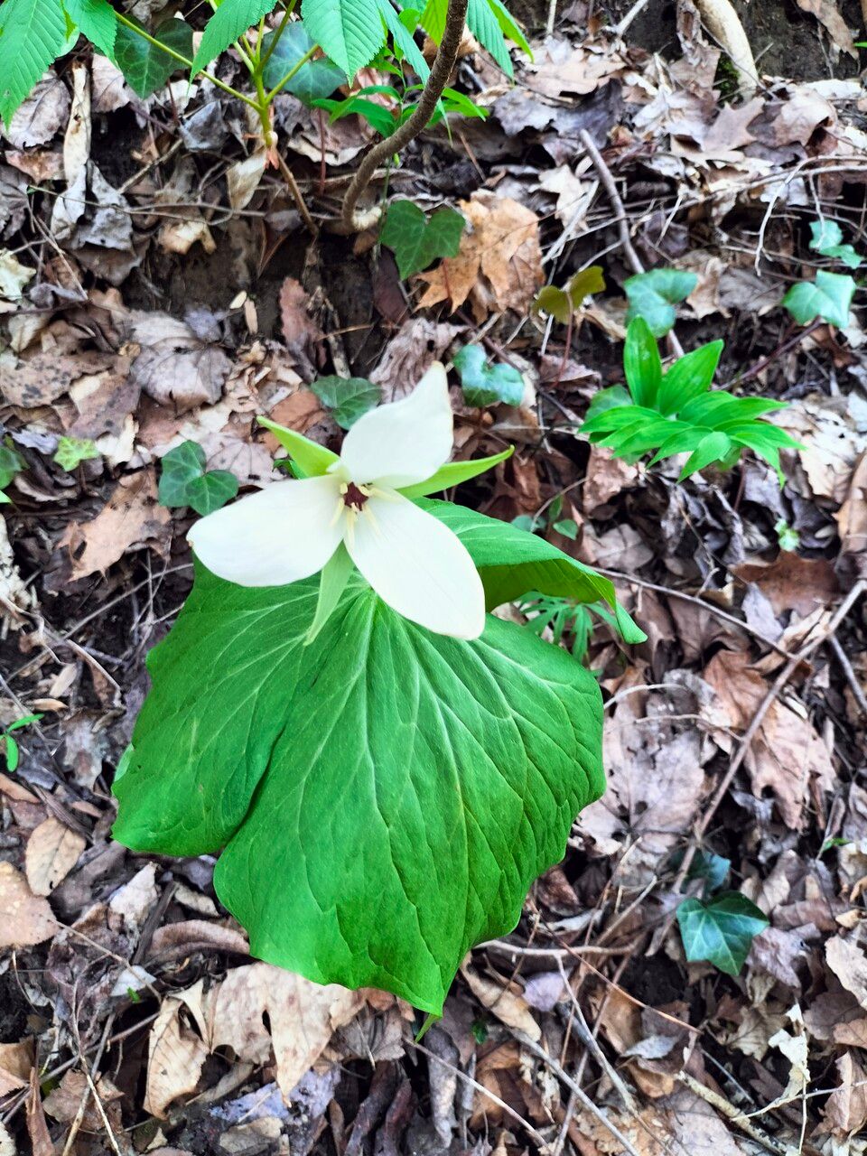 Trillium simile flower