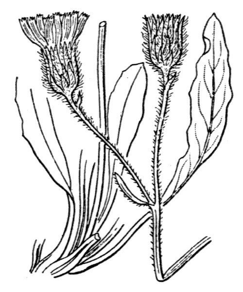 Hieracium armerioides — houseplant care guide