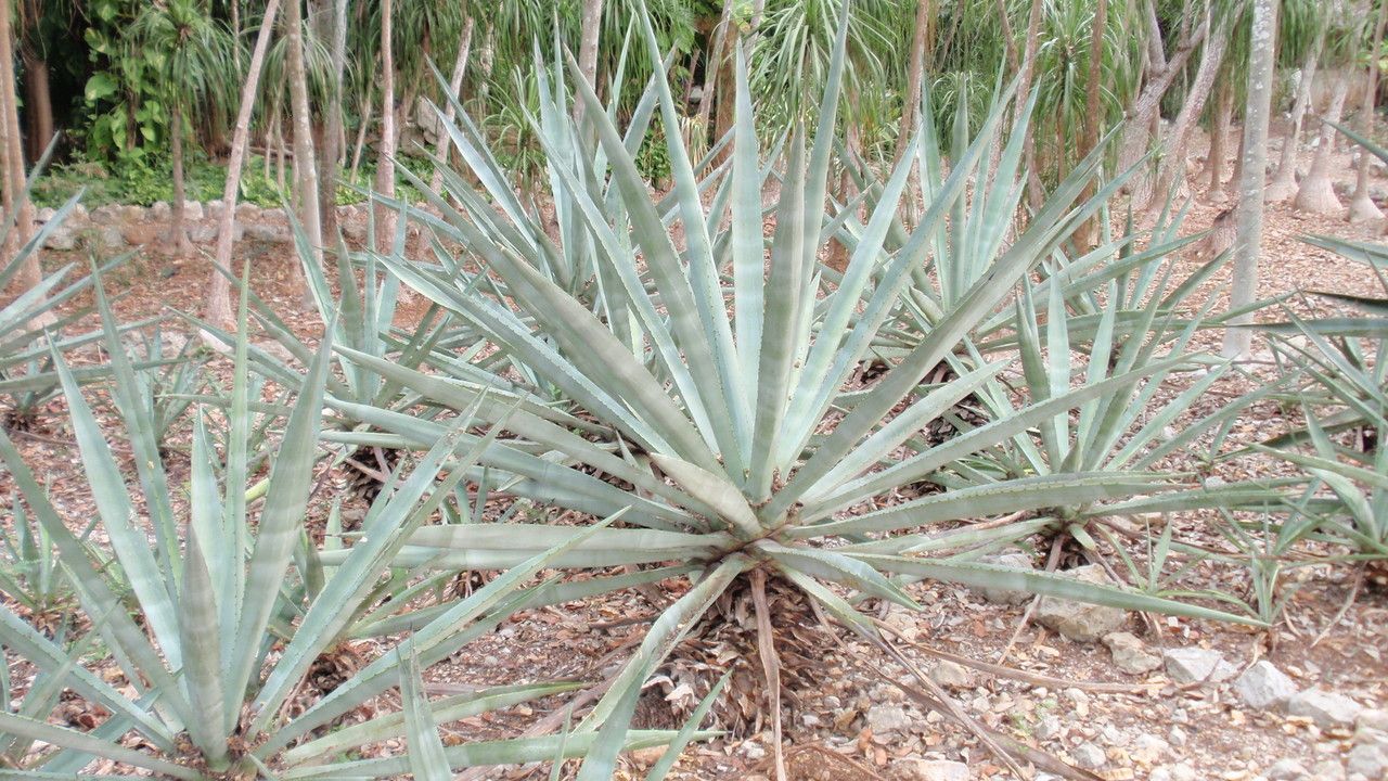 Agave fourcroydes leaf