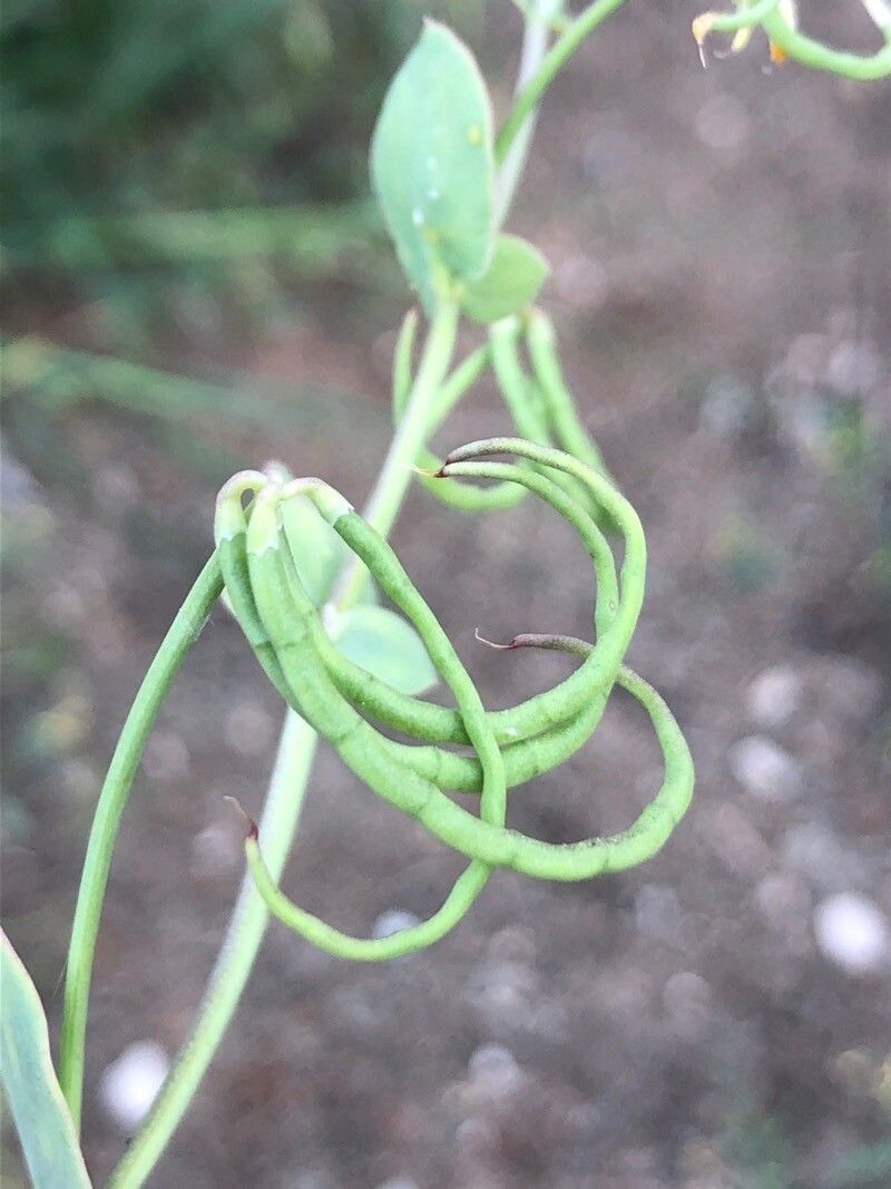 Coronilla scorpioides fruit