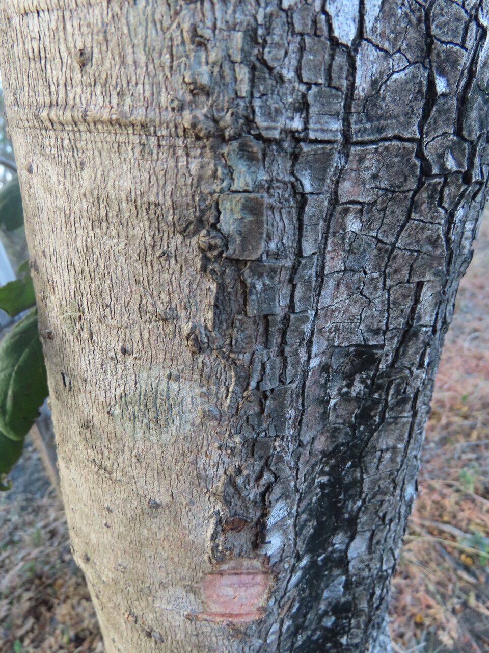 Diospyros salicifolia bark