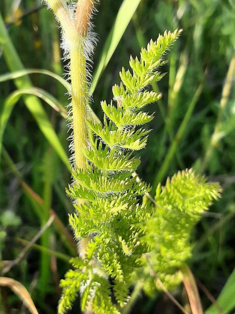 Daucus muricatus leaf
