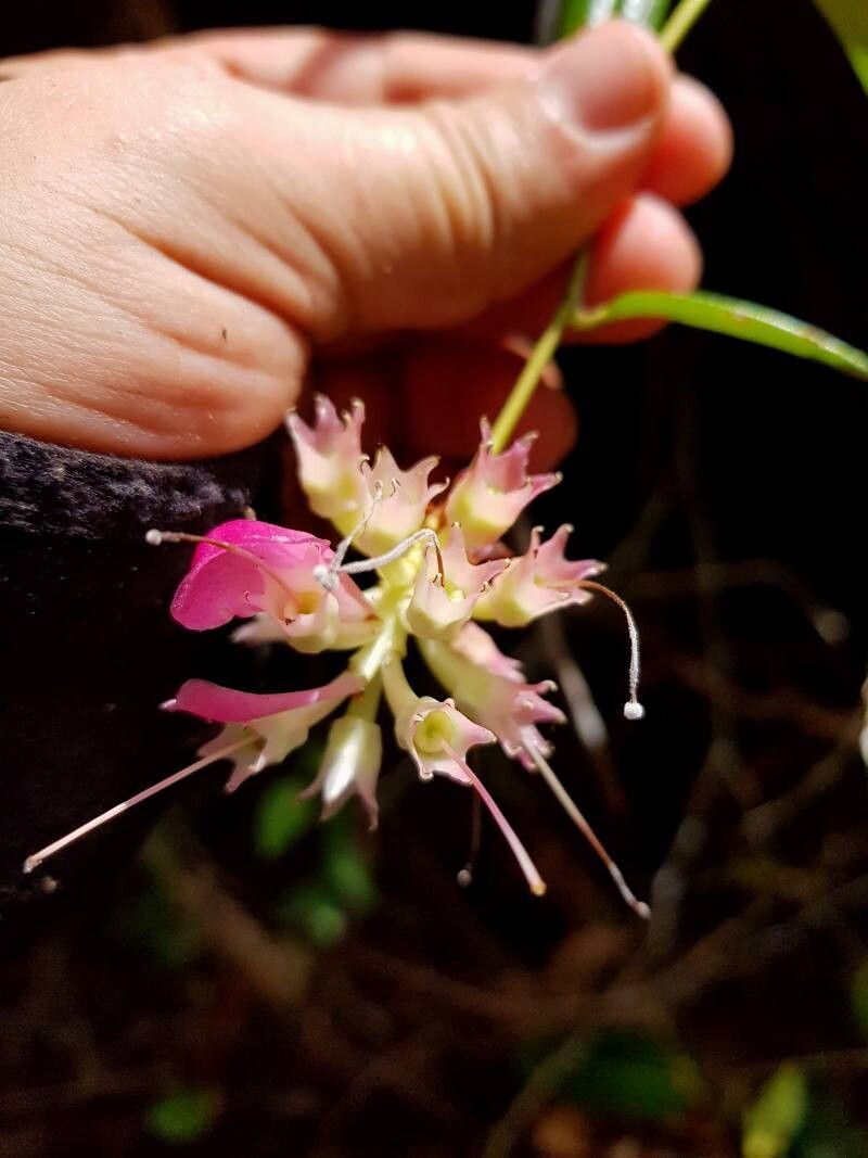 Cavendishia osaensis flower