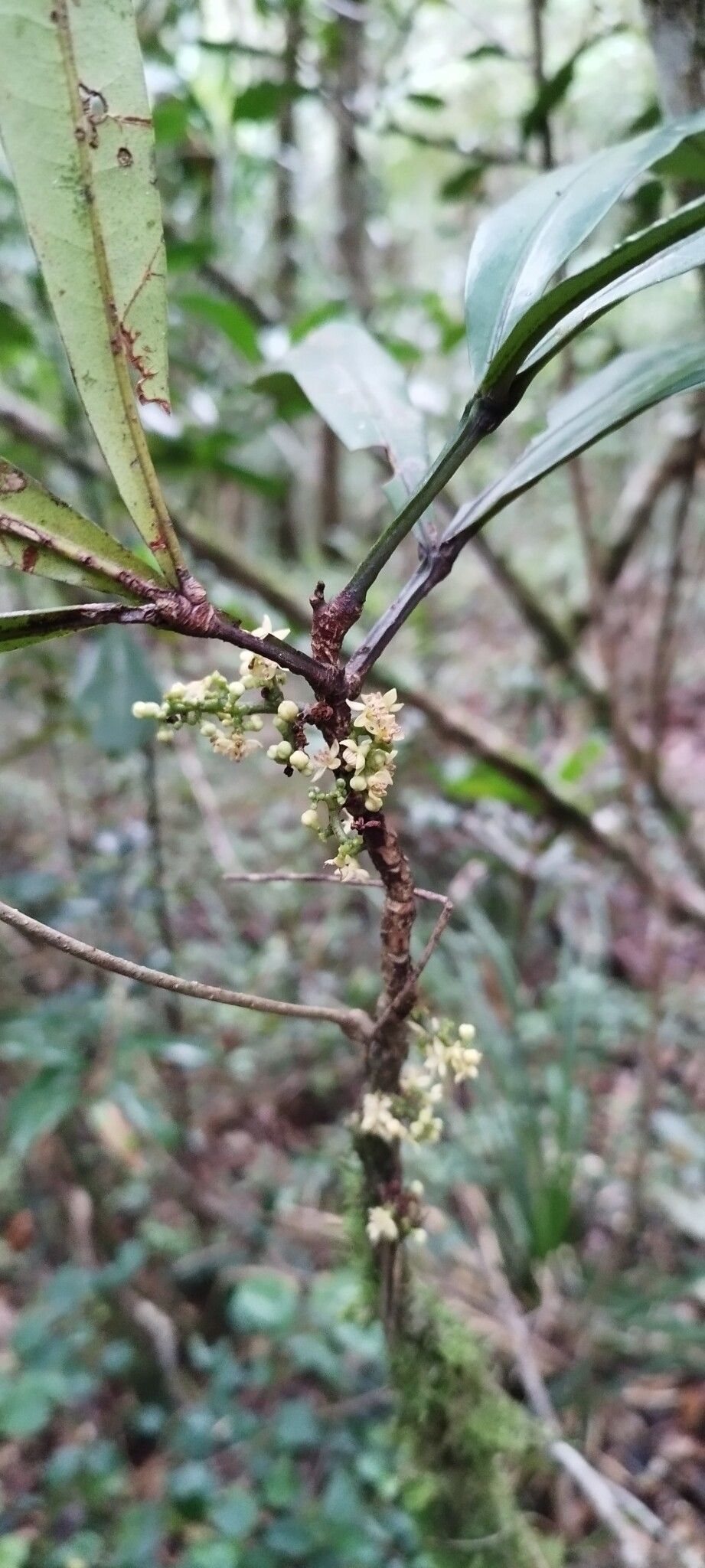 Vepris boiviniana flower
