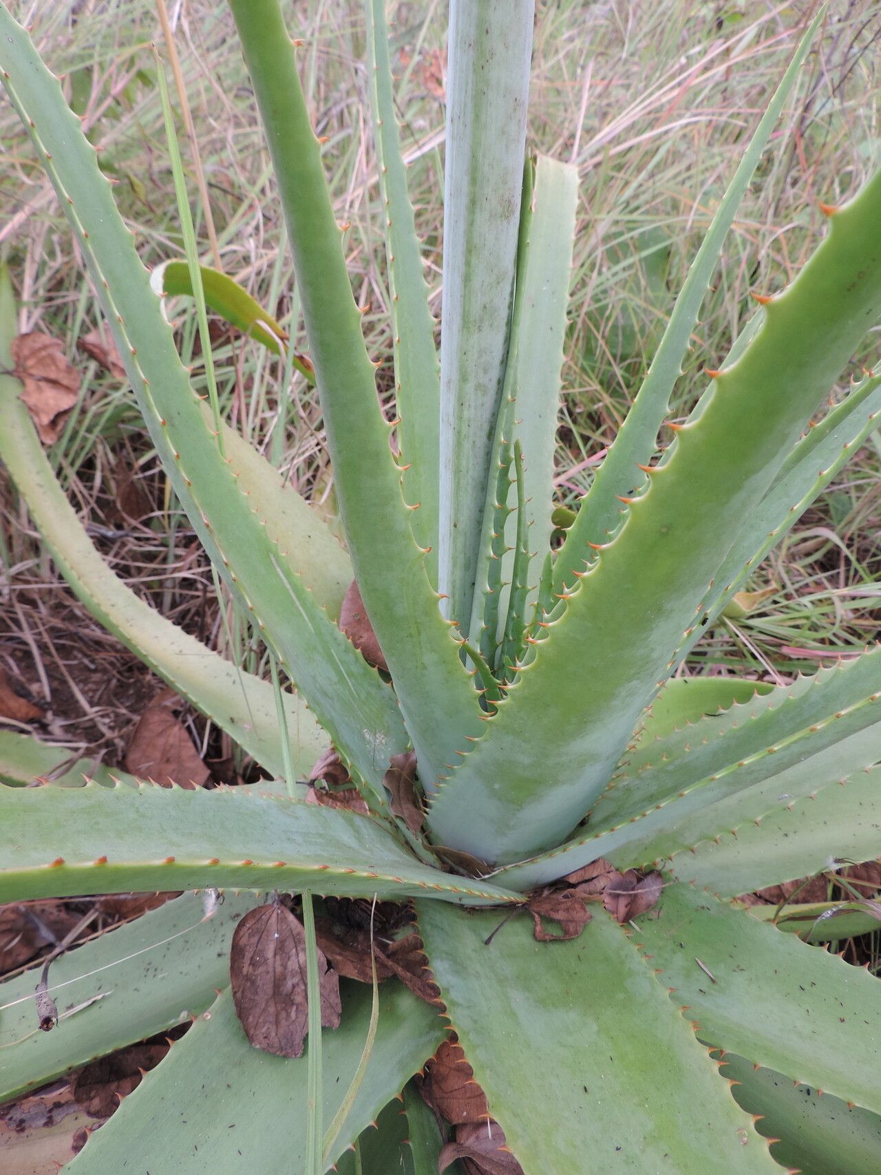 Aloe christianii habit