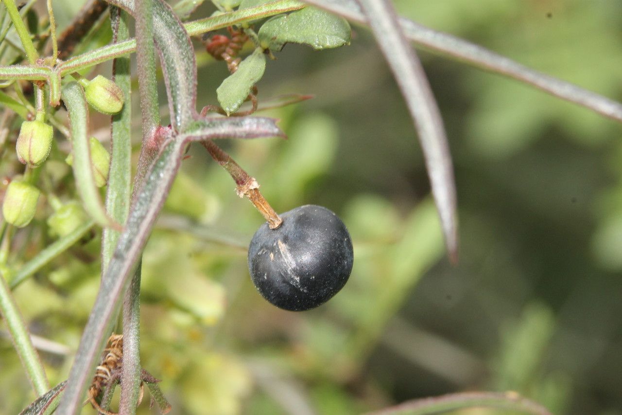 Passiflora tenuiloba fruit