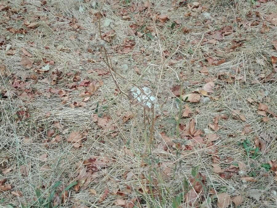 Seseli pallasii flower