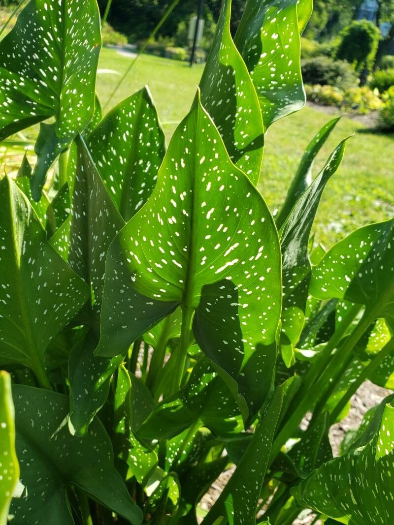 Zantedeschia elliottiana