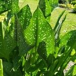 Zantedeschia elliottiana