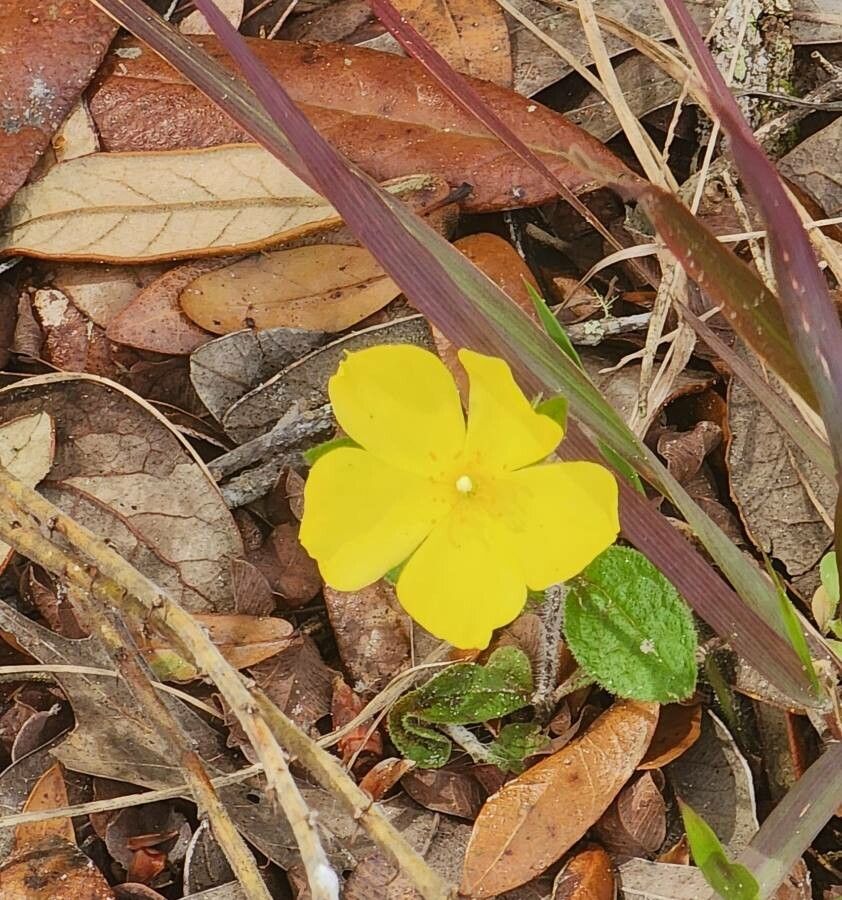 Helianthemum carolinianum — houseplant care guide