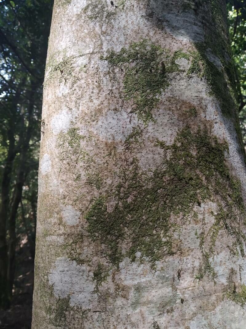 Laureliopsis philippiana bark