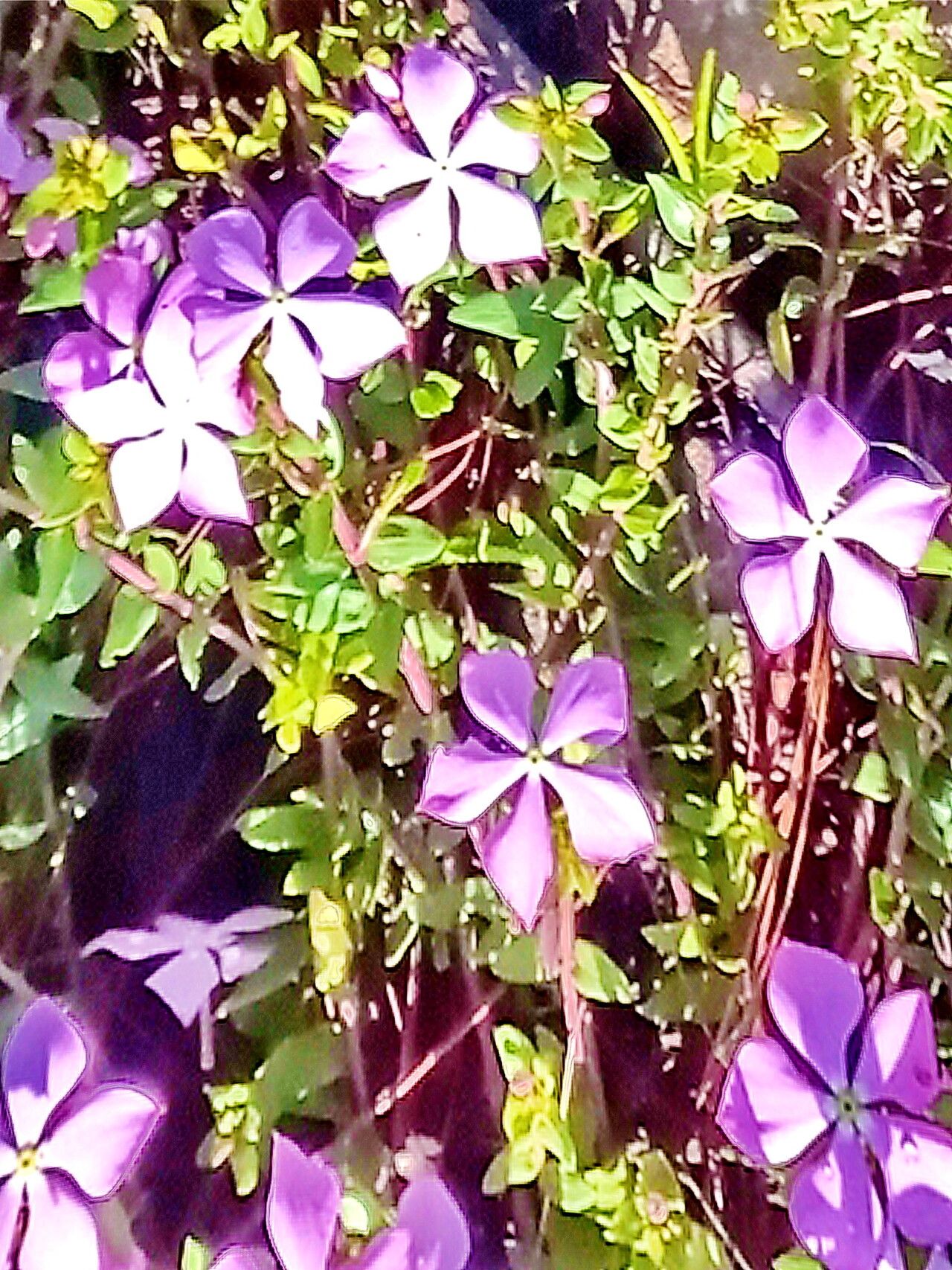 Catharanthus lanceus flower