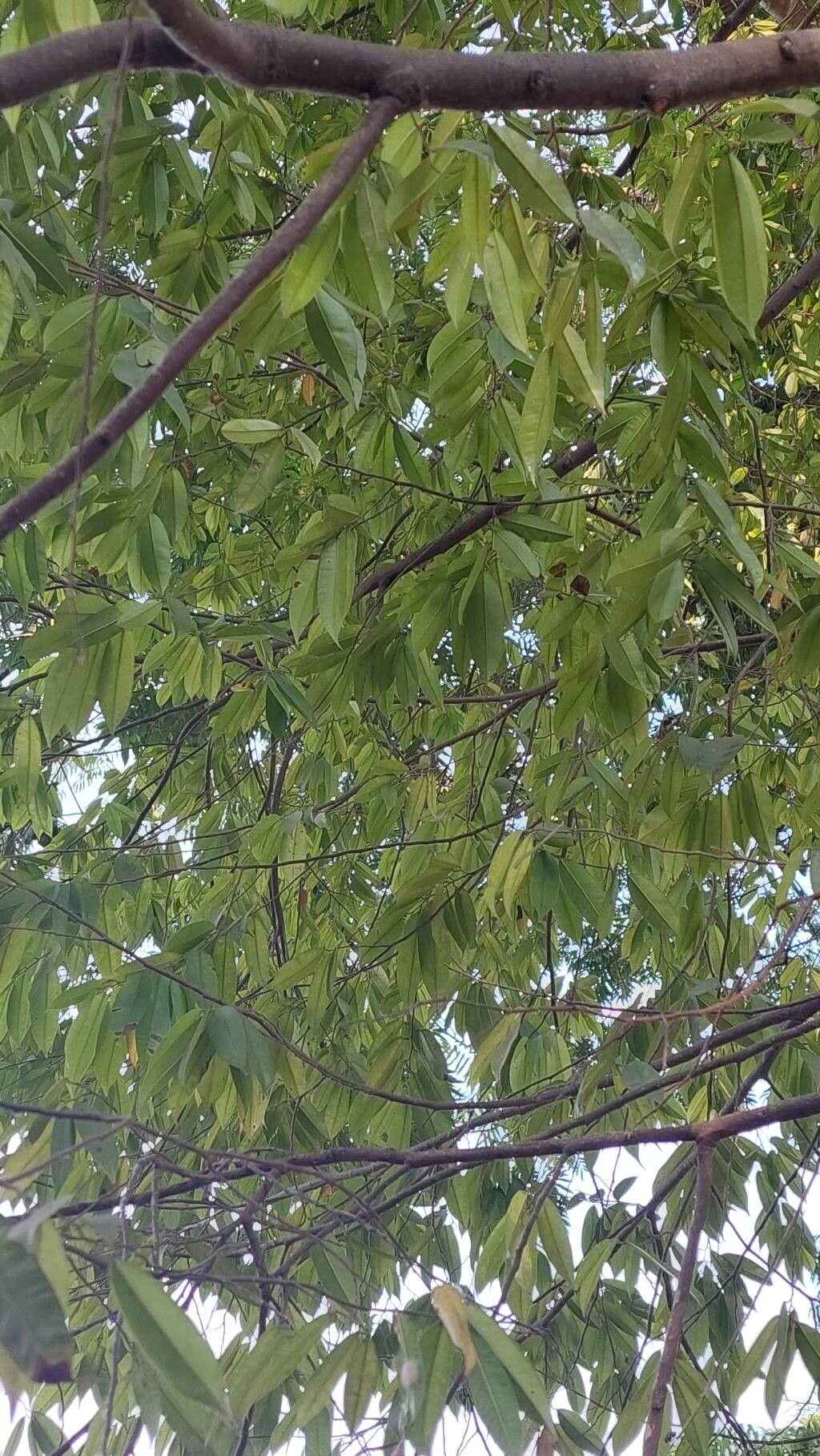 Dryobalanops lanceolata — related species from the same genus