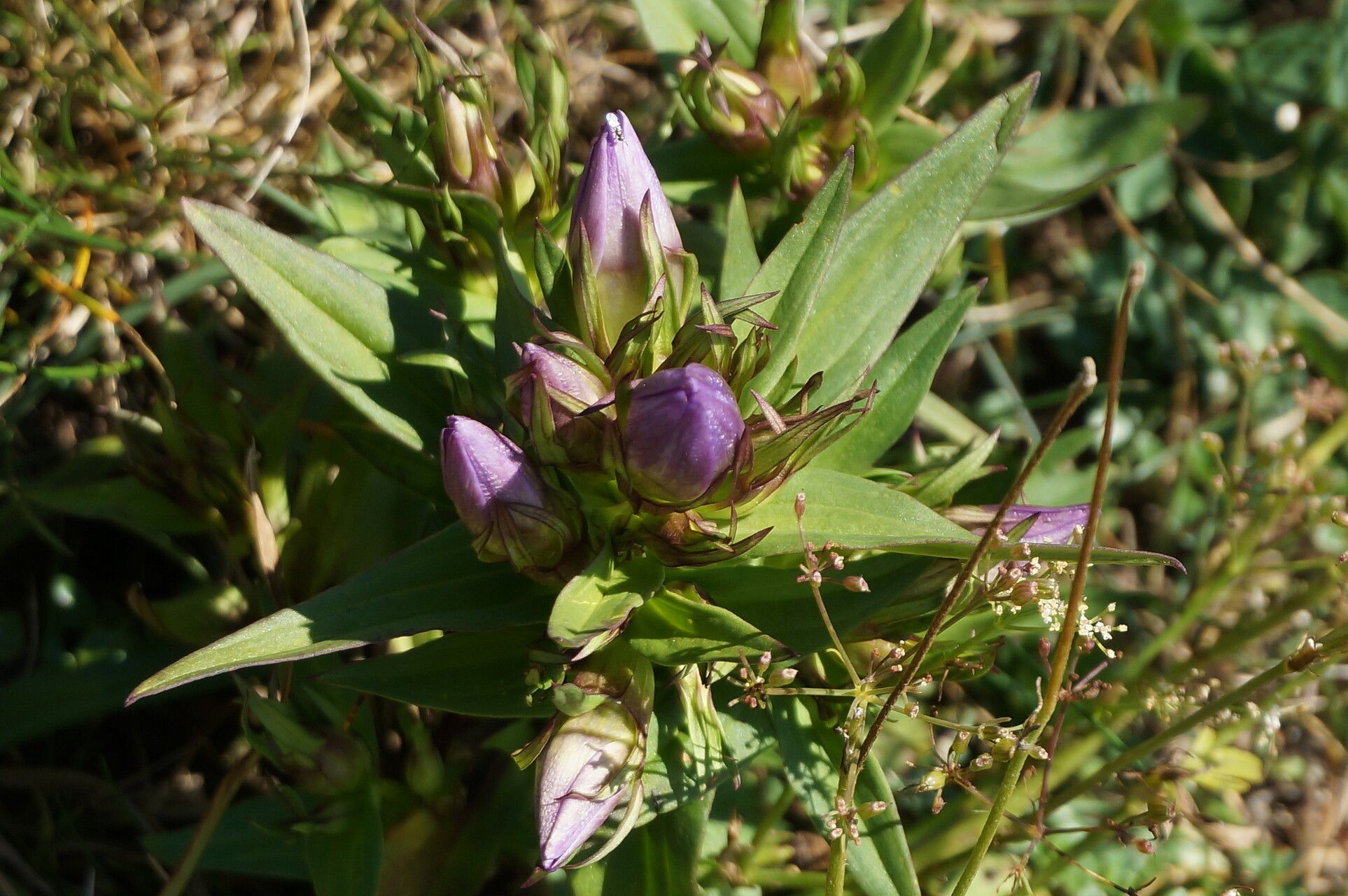 Gentianella austriaca — related species from the same genus