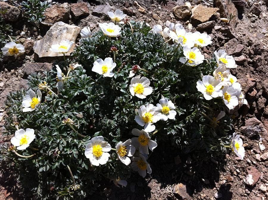 Ranunculus seguieri flower