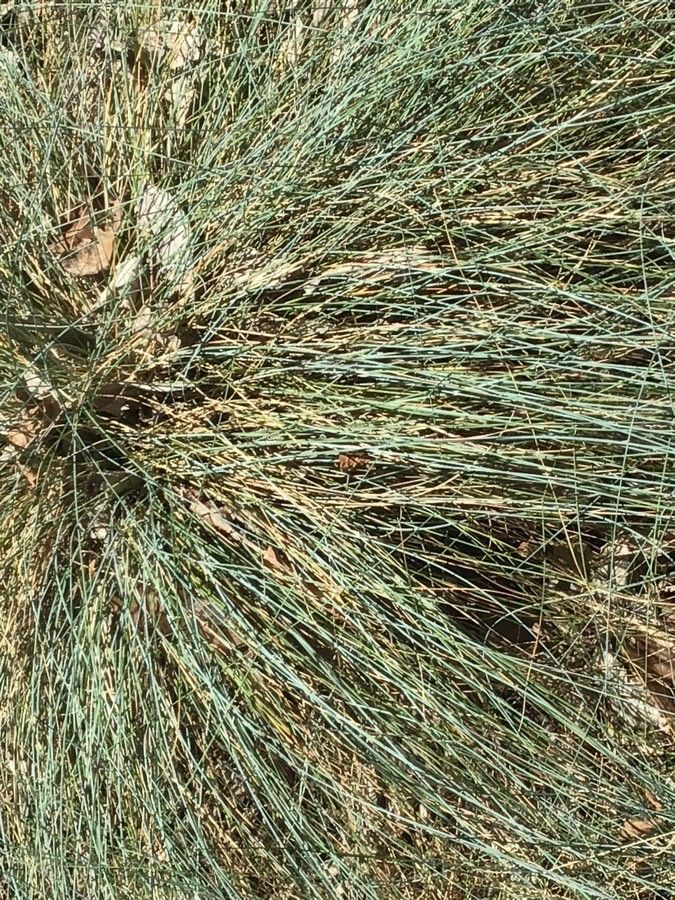 Festuca ovina — search result for 'Festuca'