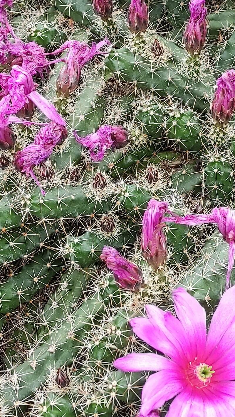 Oreocereus pseudofossulatus leaf
