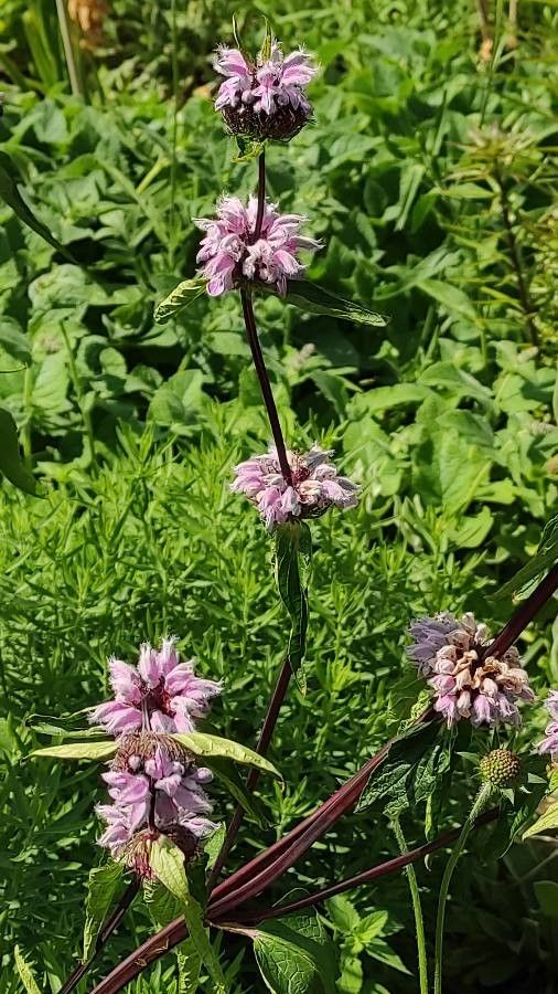 Phlomoides maximowiczii flower
