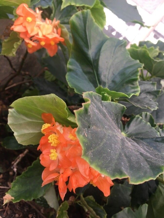 Begonia lunaris flower