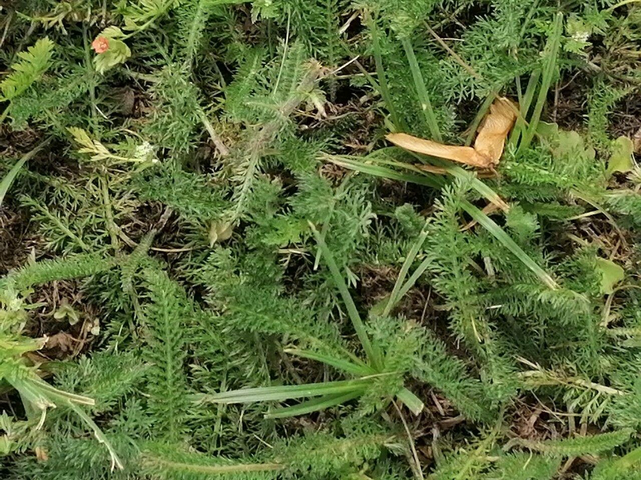 Achillea setacea — search result for 'Achillea'