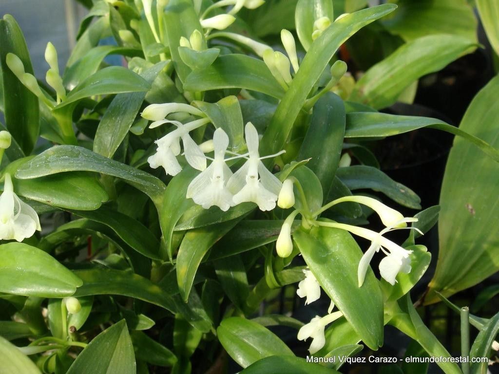 Epidendrum trialatum — search result for 'Epidendrum'