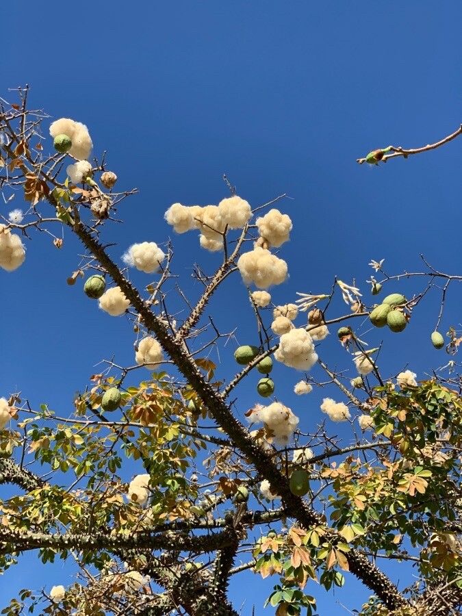 Ceiba insignis fruit